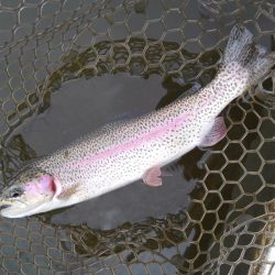 大安トラウトレイク釣果